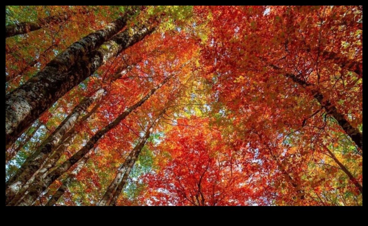 الاعتدال الخريفي: سقوط المناظر الطبيعية في حالة توازن