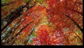 الاعتدال الخريفي: سقوط المناظر الطبيعية في حالة توازن